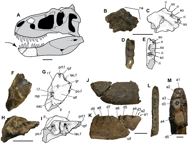 Reconstruction du crâne du tyrannosaurin, où les éléments préservés sont illustrés en blanc. La barre d’échelle correspond à 10 cm en A, à 5 cm de B à L, et à 1 cm en M. / Photo : doi:10.1371/journal.pone.0091287.g003