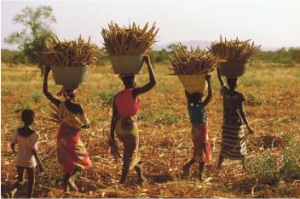 19ème Journée nationale du paysan (JNP) 2016