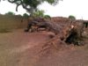 un arbre déracineé à Guéguéré